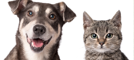 VOCÊ SABIA QUE PET PODE DOAR SANGUE? 